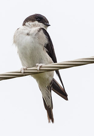 Common House Martin